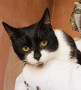 Zorro (1)5